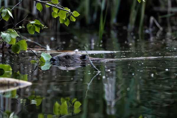 Preview 20250619_001_Biber_beaver_(c)_ralph_frank.jpg