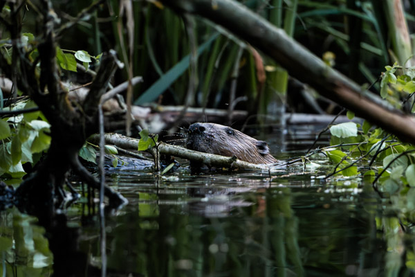 Preview 20250619_002_Biber_beaver_(c)_ralph_frank.jpg