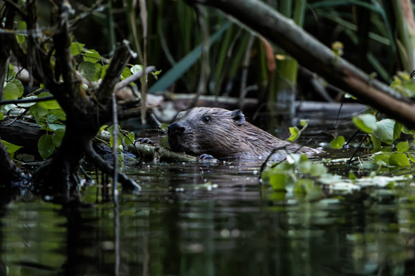 Preview 20250619_003_Biber_beaver_(c)_ralph_frank.jpg