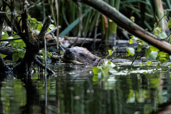 Preview 20250619_004_Biber_beaver_(c)_ralph_frank.jpg