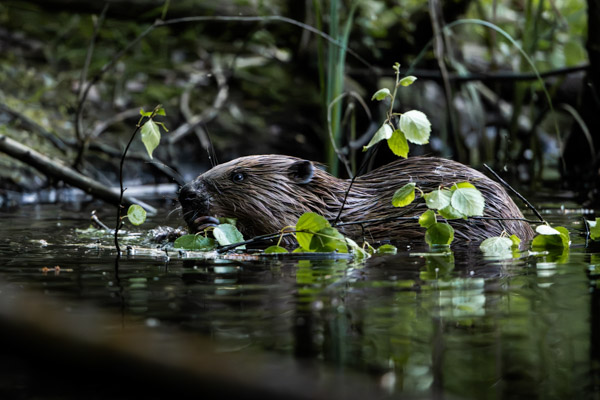 Preview 20250619_006_Biber_beaver_(c)_ralph_frank.jpg