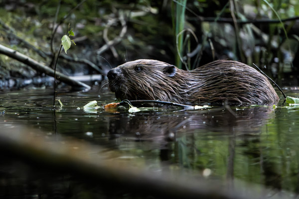 Preview 20250619_007_Biber_beaver_(c)_ralph_frank.jpg