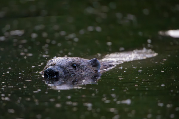 Preview 20250619_008_Biber_beaver_(c)_ralph_frank.jpg