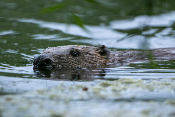 Preview RF_20250527_0062_DSC3340_4800px.jpg