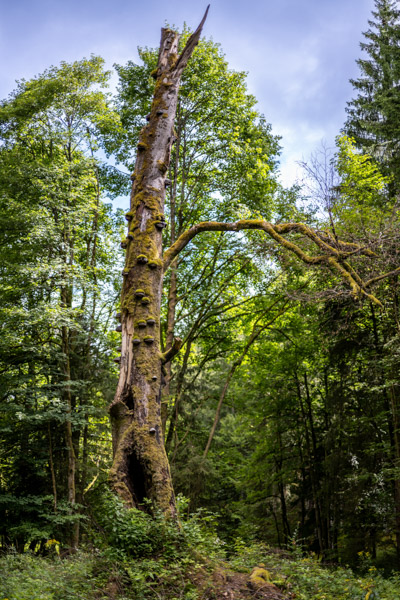 Preview RF_20250802_0003_DSC6485_large.jpg