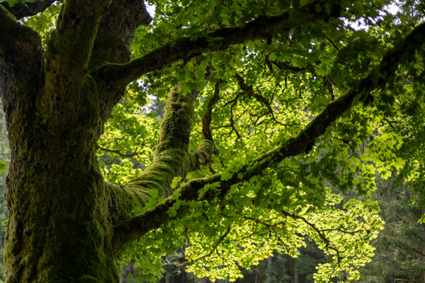 Preview RF_20250802_0026_DSC6508_large.jpg